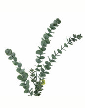 Laden Sie das Bild in den Galerie-Viewer, Kunstblume Eukalyptus Stiel I Grün