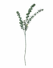 Laden Sie das Bild in den Galerie-Viewer, Kunstblume Eukalyptus Stiel I Grün