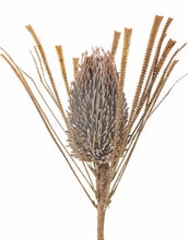 Laden Sie das Bild in den Galerie-Viewer, Kunstblume Palmflower Stiel I Braun
