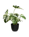Grüne Kunstpflanze Monstera von House Nordic mit dekorativen Monstera-Blättern und einer Höhe von 41 cm.