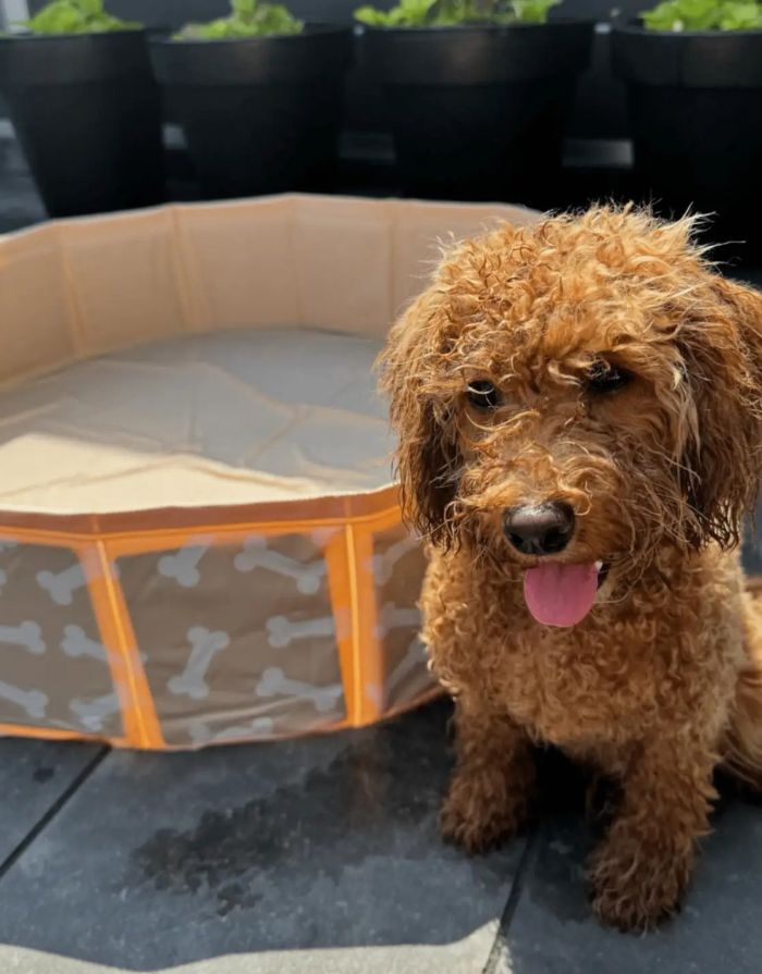 Beiger Hundepool Bonebash ø80 cm von Swim Essentials mit Knochenprint – perfekte Abkühlung für Hunde im Sommer.