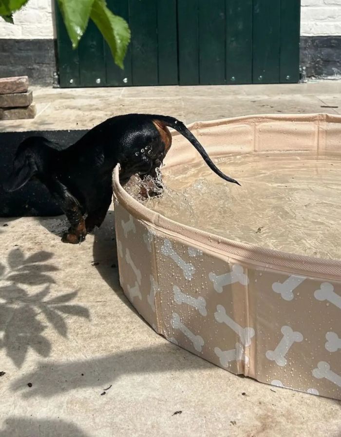 Beiger Hundepool Bonebash ø80 cm von Swim Essentials mit Knochenprint – perfekte Abkühlung für Hunde im Sommer.