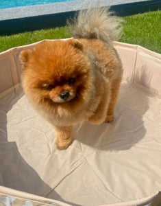 Beiger Hundepool Bonebash ø80 cm von Swim Essentials mit Knochenprint – perfekte Abkühlung für Hunde im Sommer.