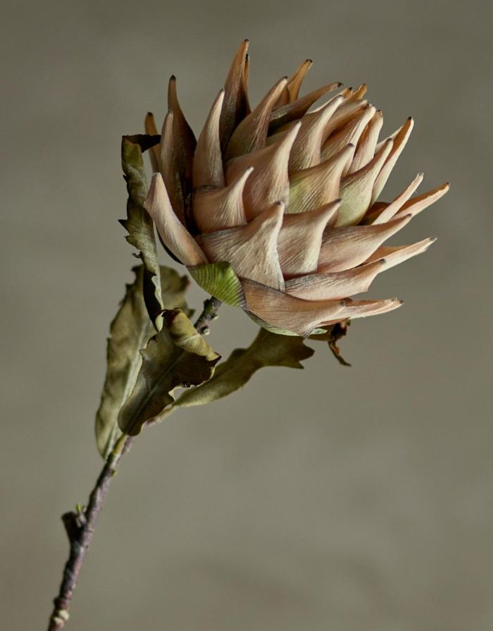 Kunstblume Protea Stiel I Natur